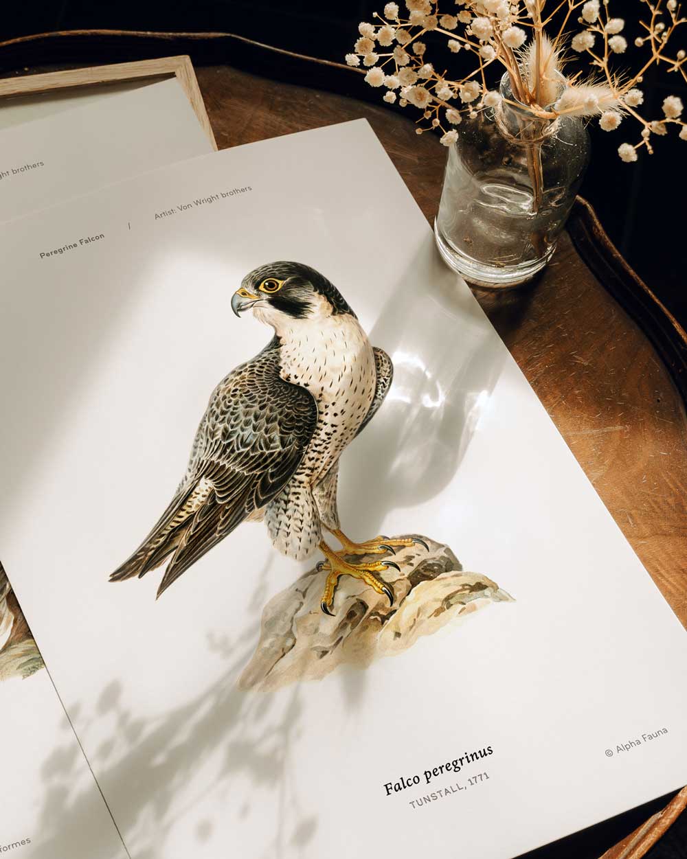 Peregrine Falcon Art Print