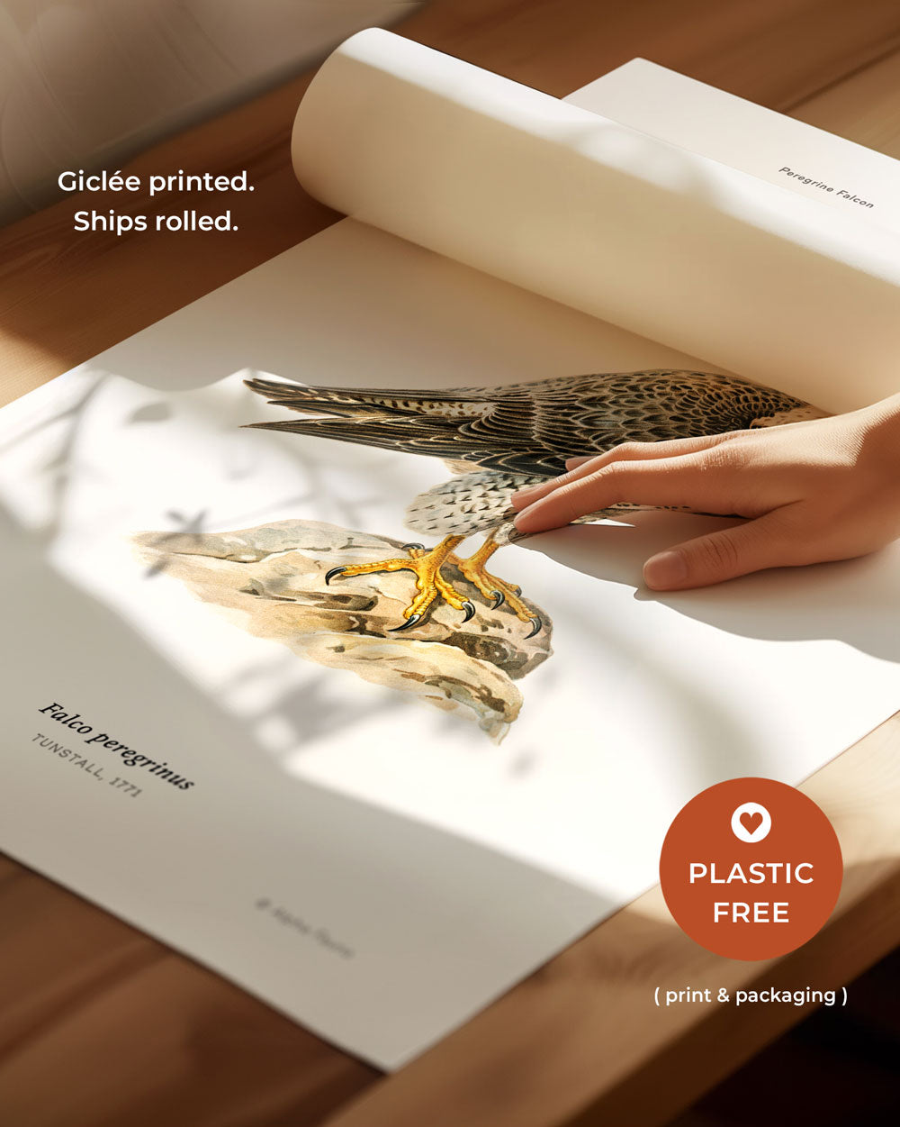 Peregrine Falcon Art Print