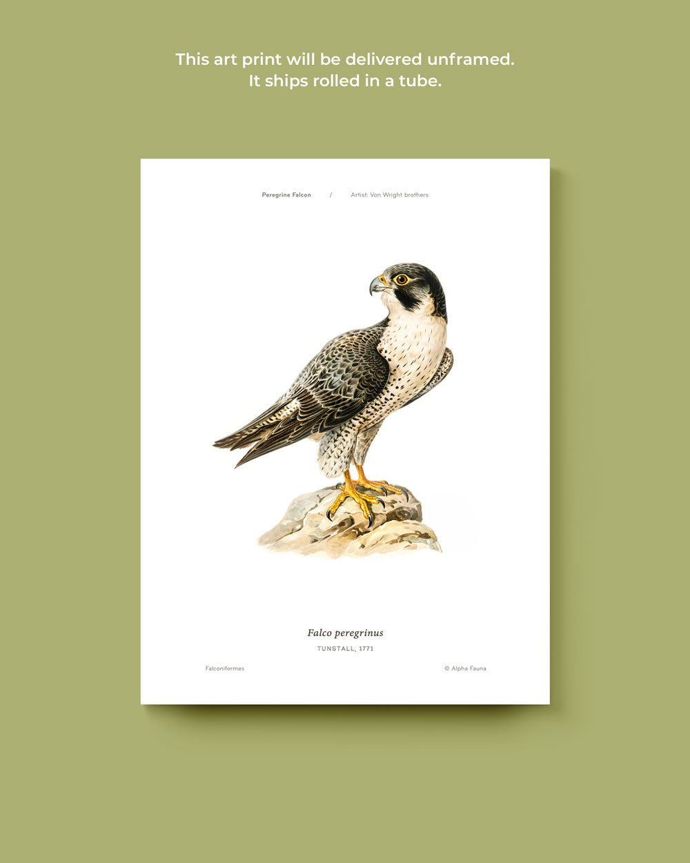 Peregrine Falcon Art Print