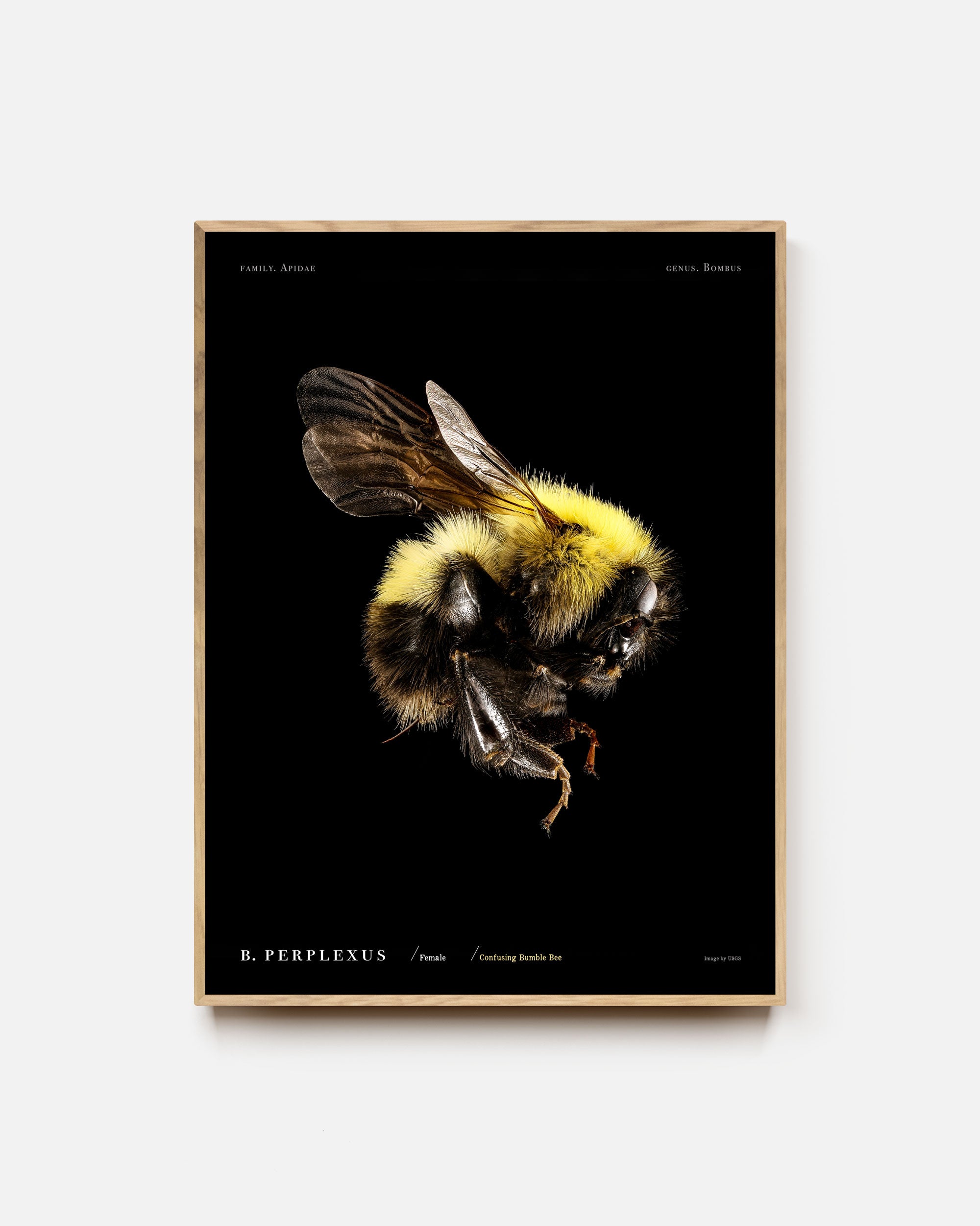 Confusing Bumble Bee Art Print