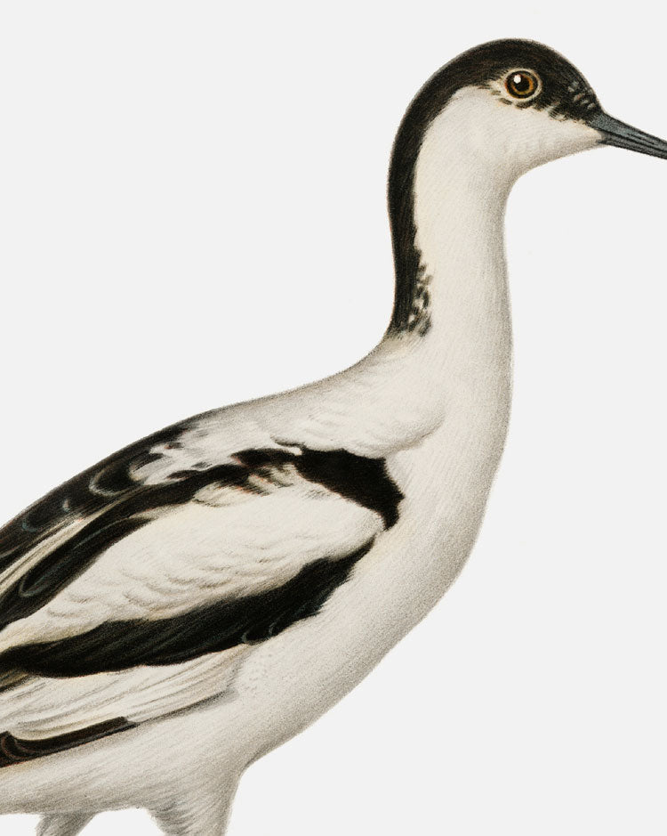 Pied Avocet Art Print