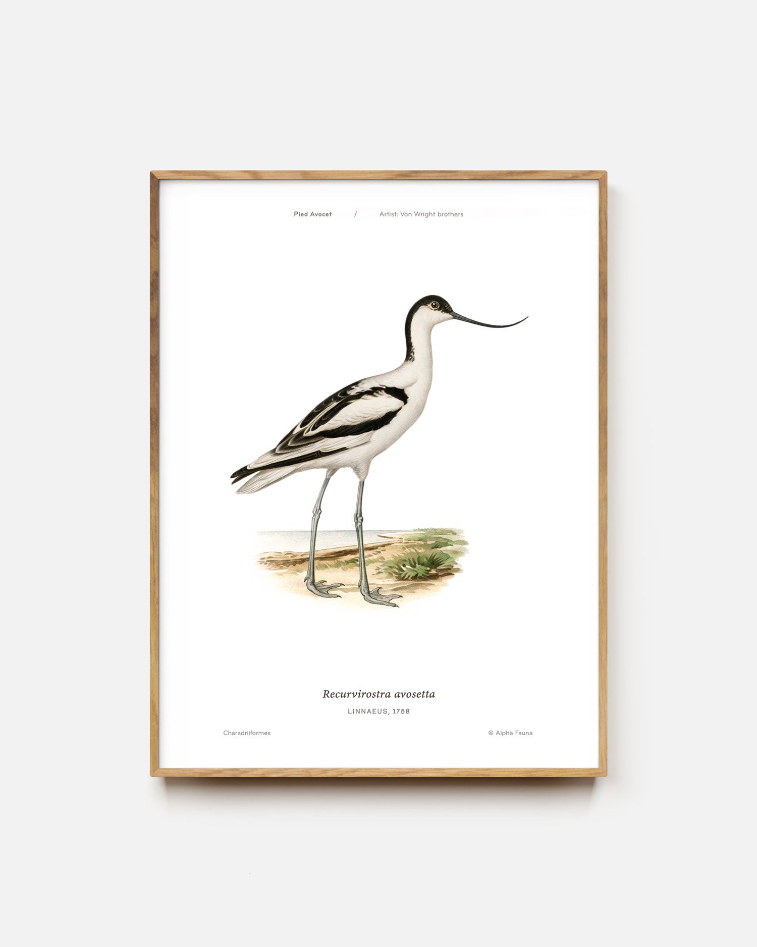 Pied Avocet Art Print