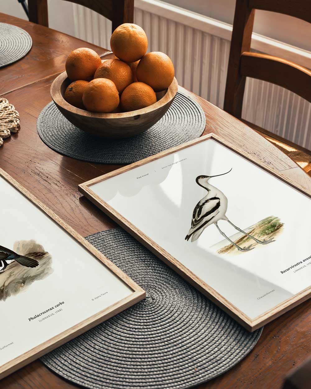Pied Avocet Art Print