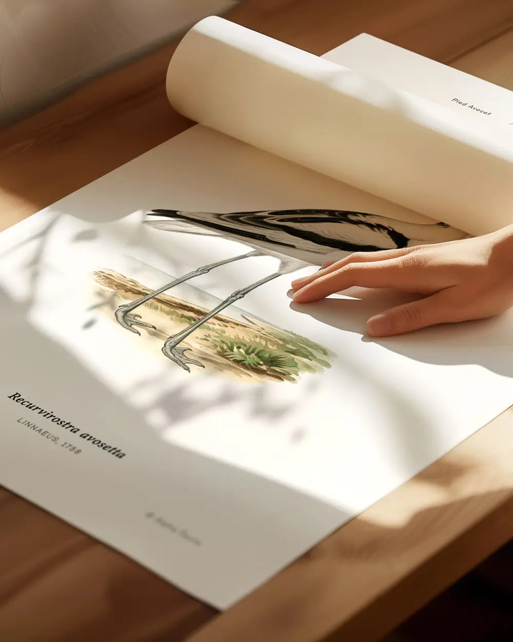 Pied Avocet Art Print