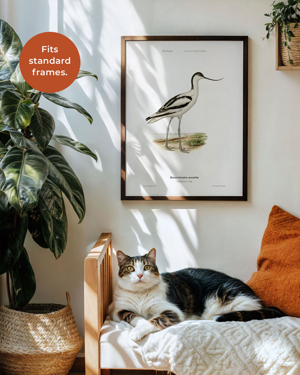 Pied Avocet Art Print