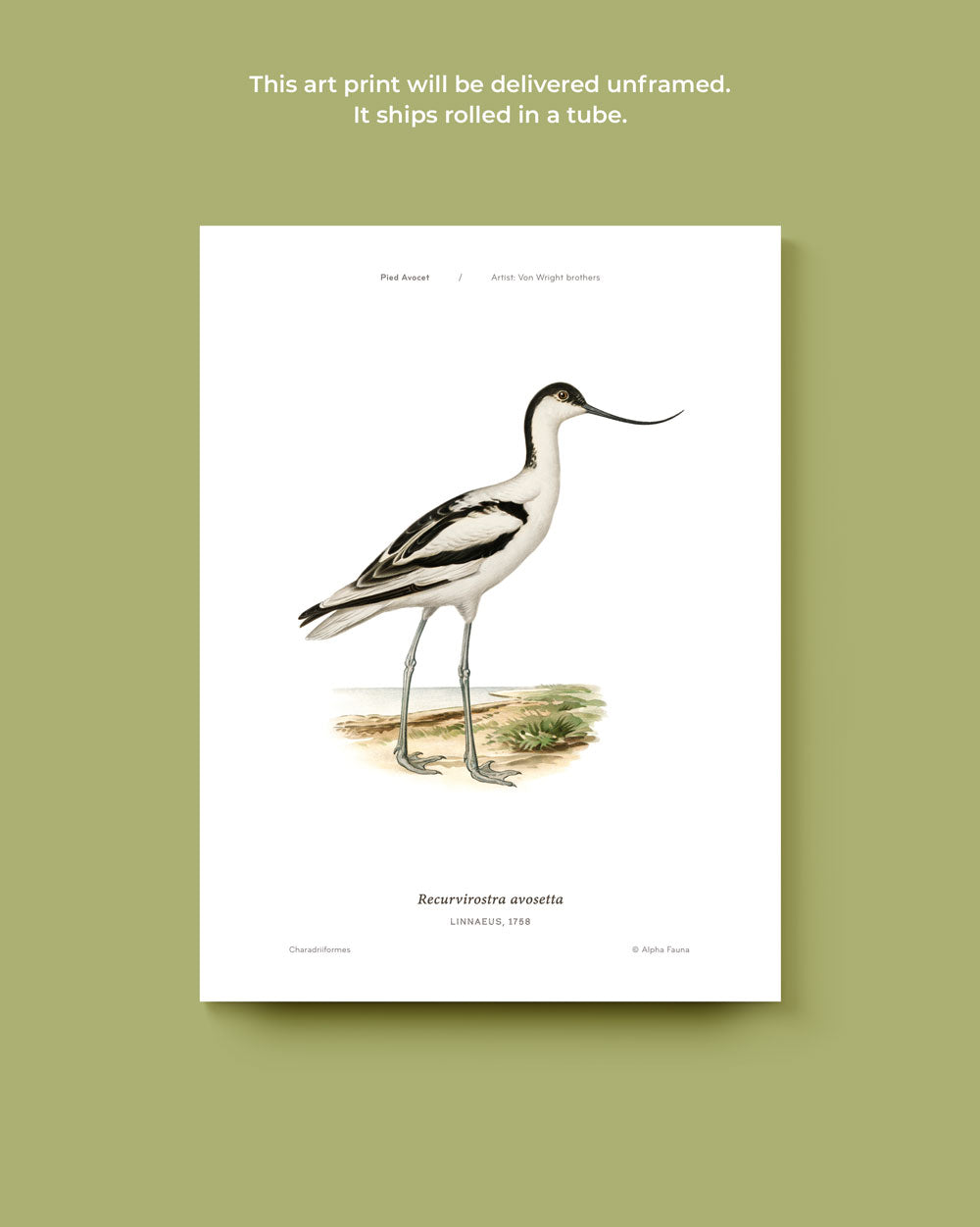 Pied Avocet Art Print