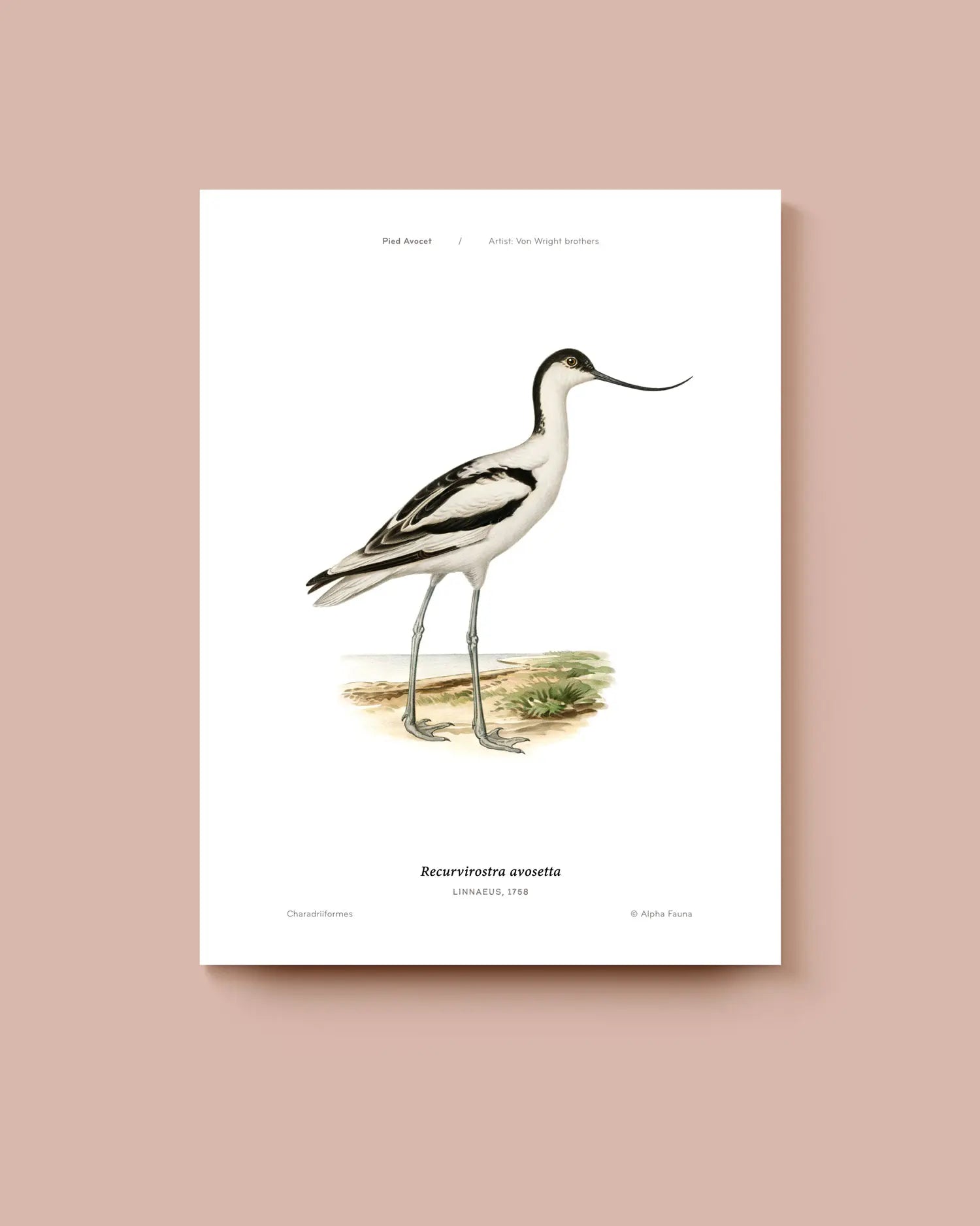 Poster of an avocet illustration on a white background. * Unframed print