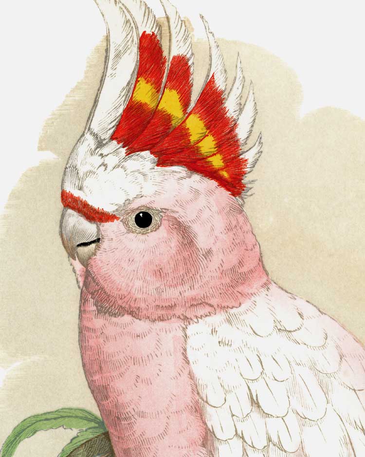 Pink Cockatoo Art Print