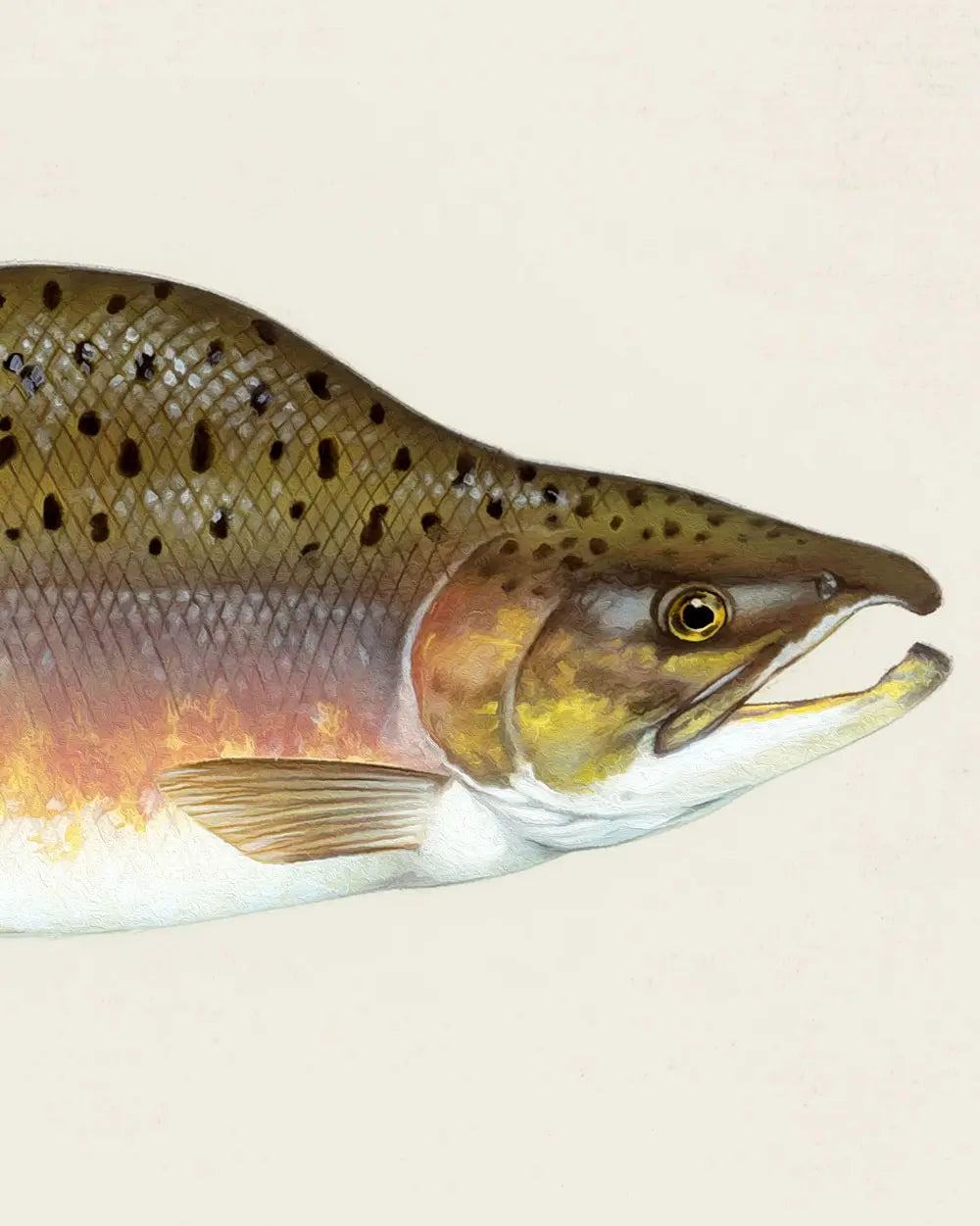 Pink Salmon Art Print