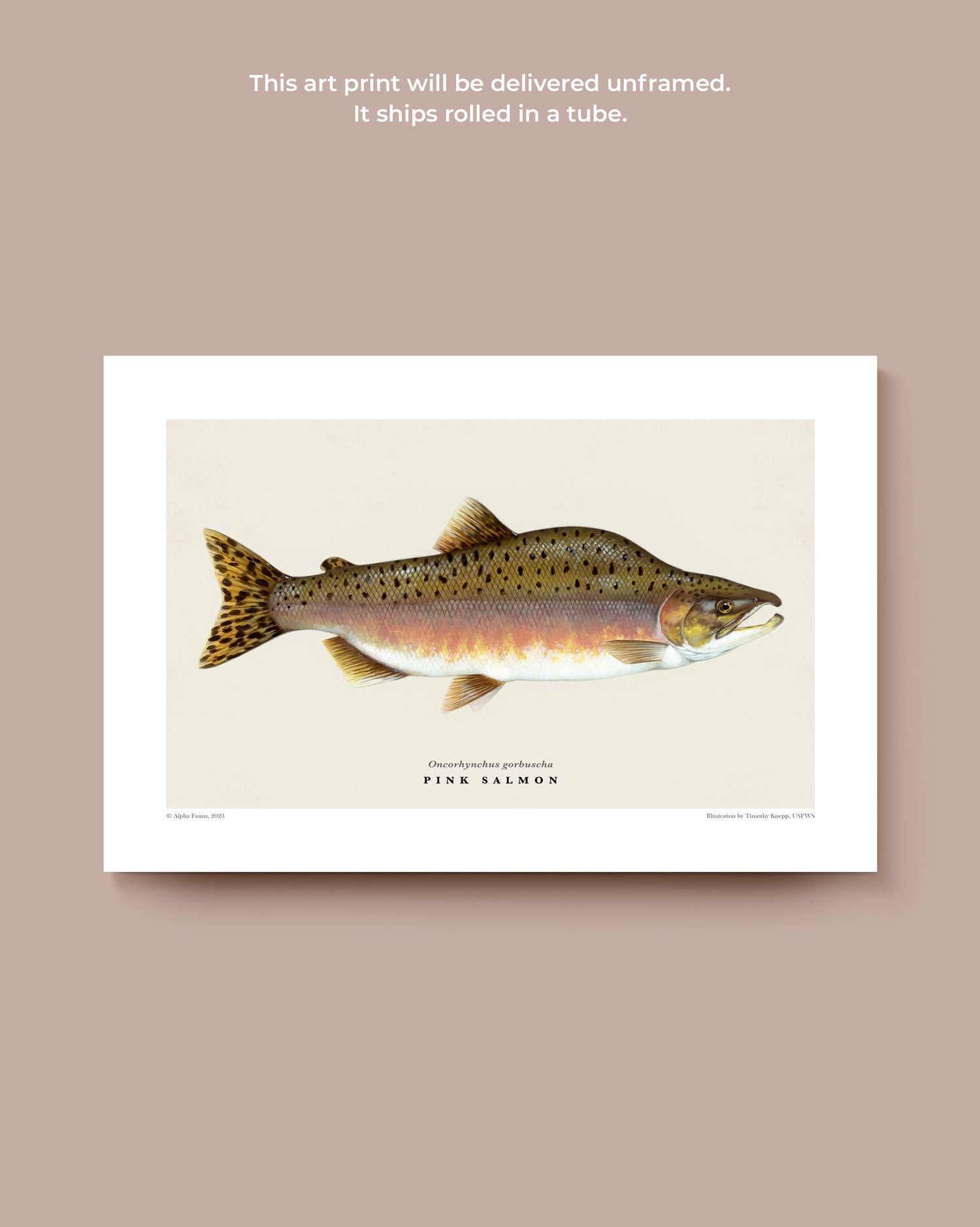 Pink Salmon Art Print