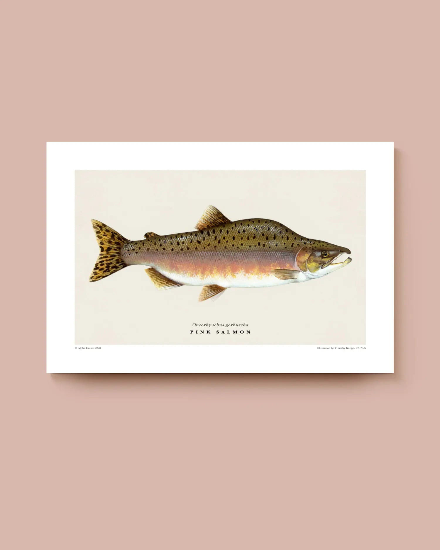 Art print featuring a pink salmon on a beige background with a white border. * Unframed print