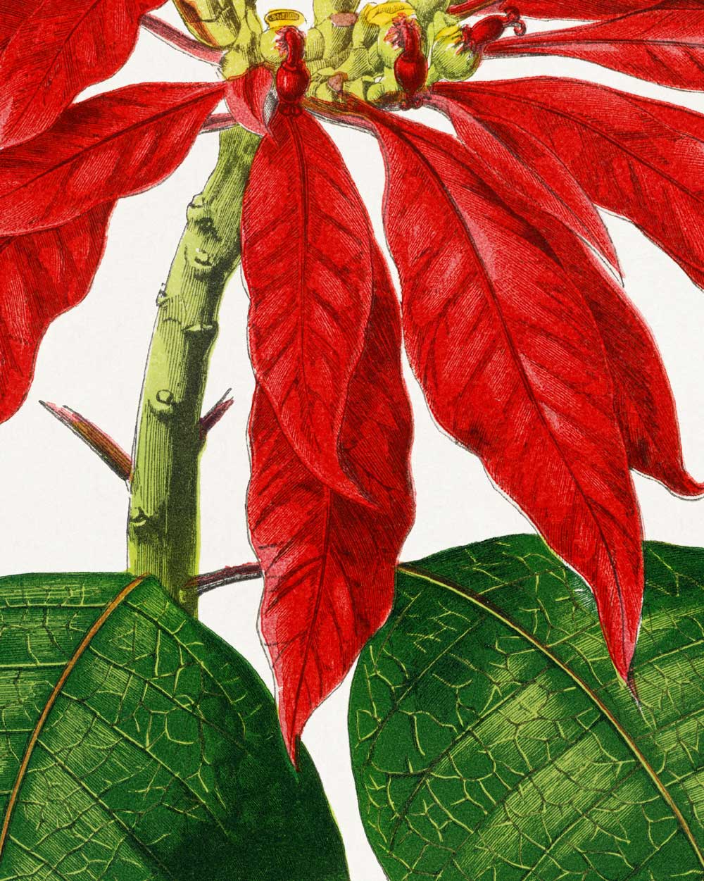 Poinsettia Fine Art Print
