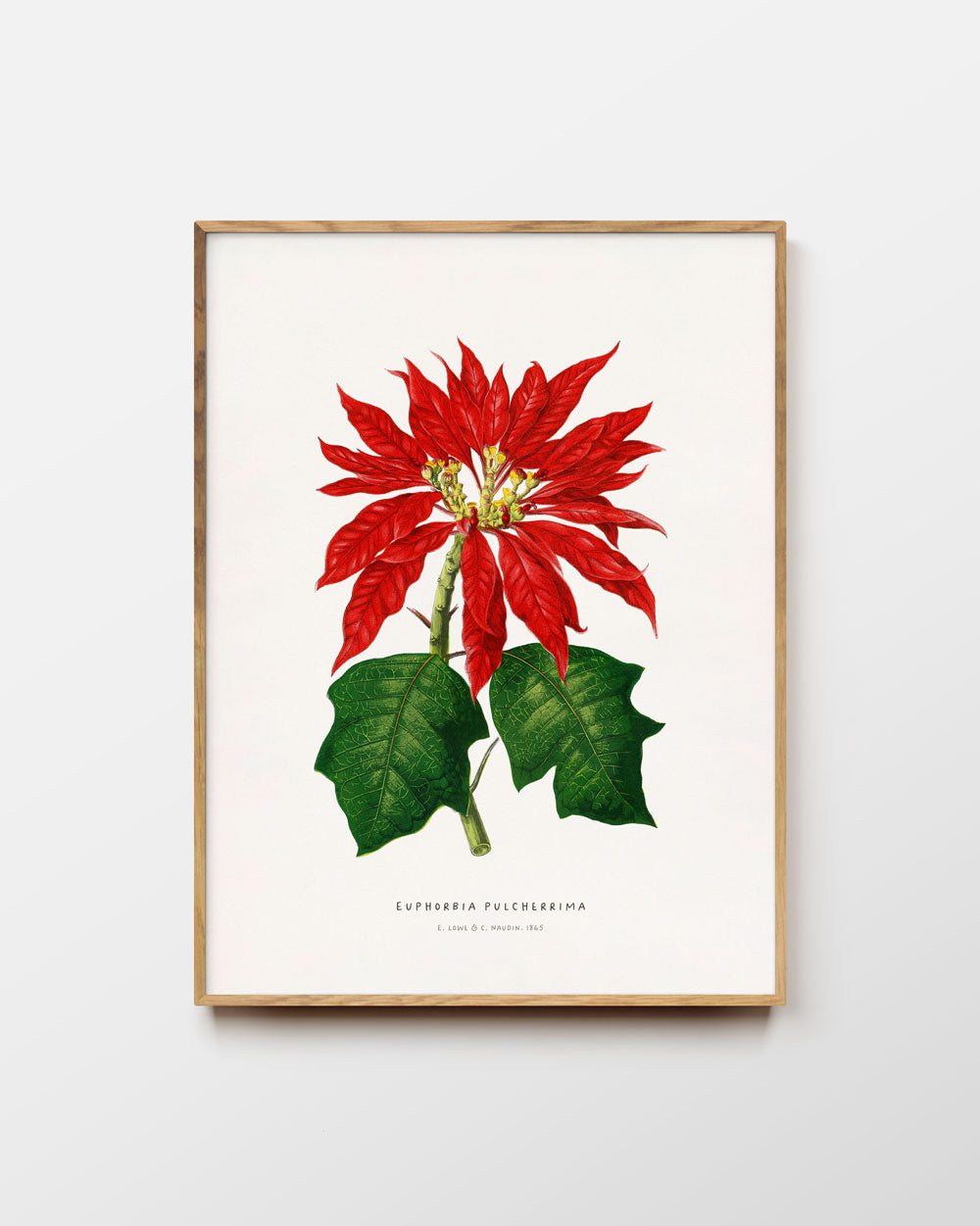 Poinsettia Fine Art Print