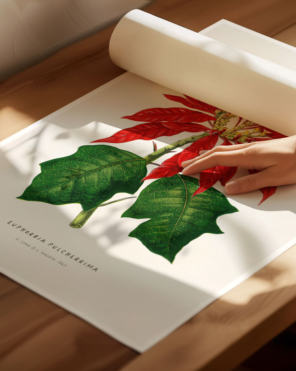 Poinsettia Fine Art Print