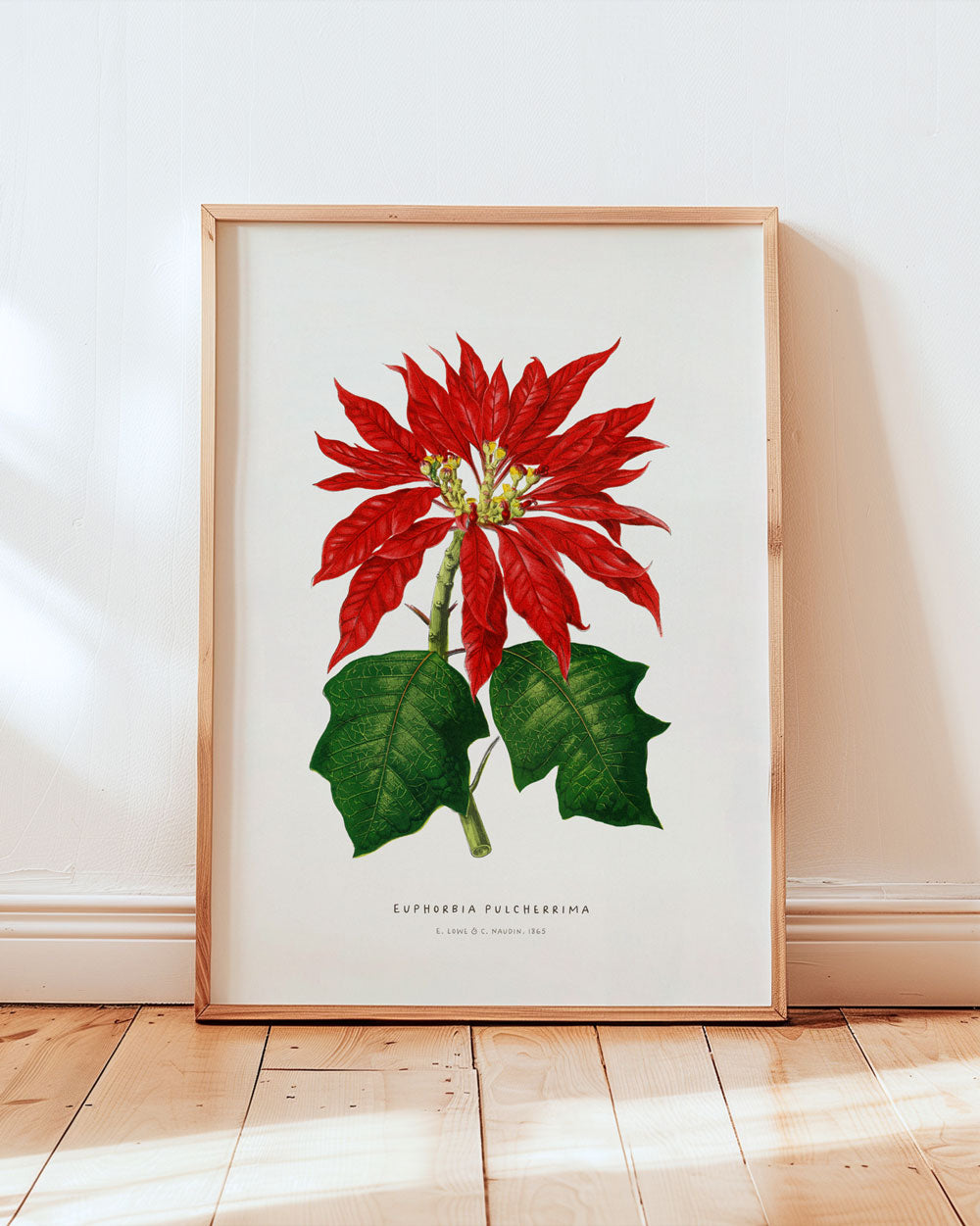 Poinsettia Fine Art Print