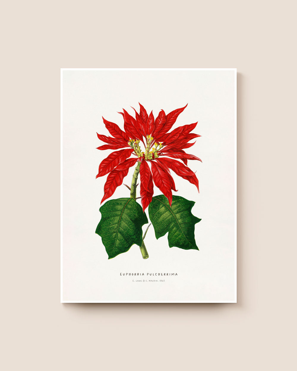 Poinsettia Fine Art Print