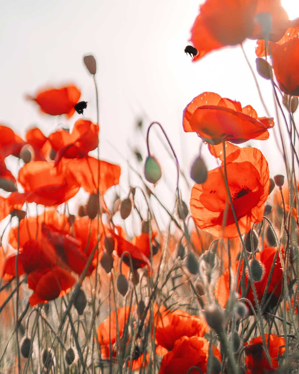 Poppy Field Art Print