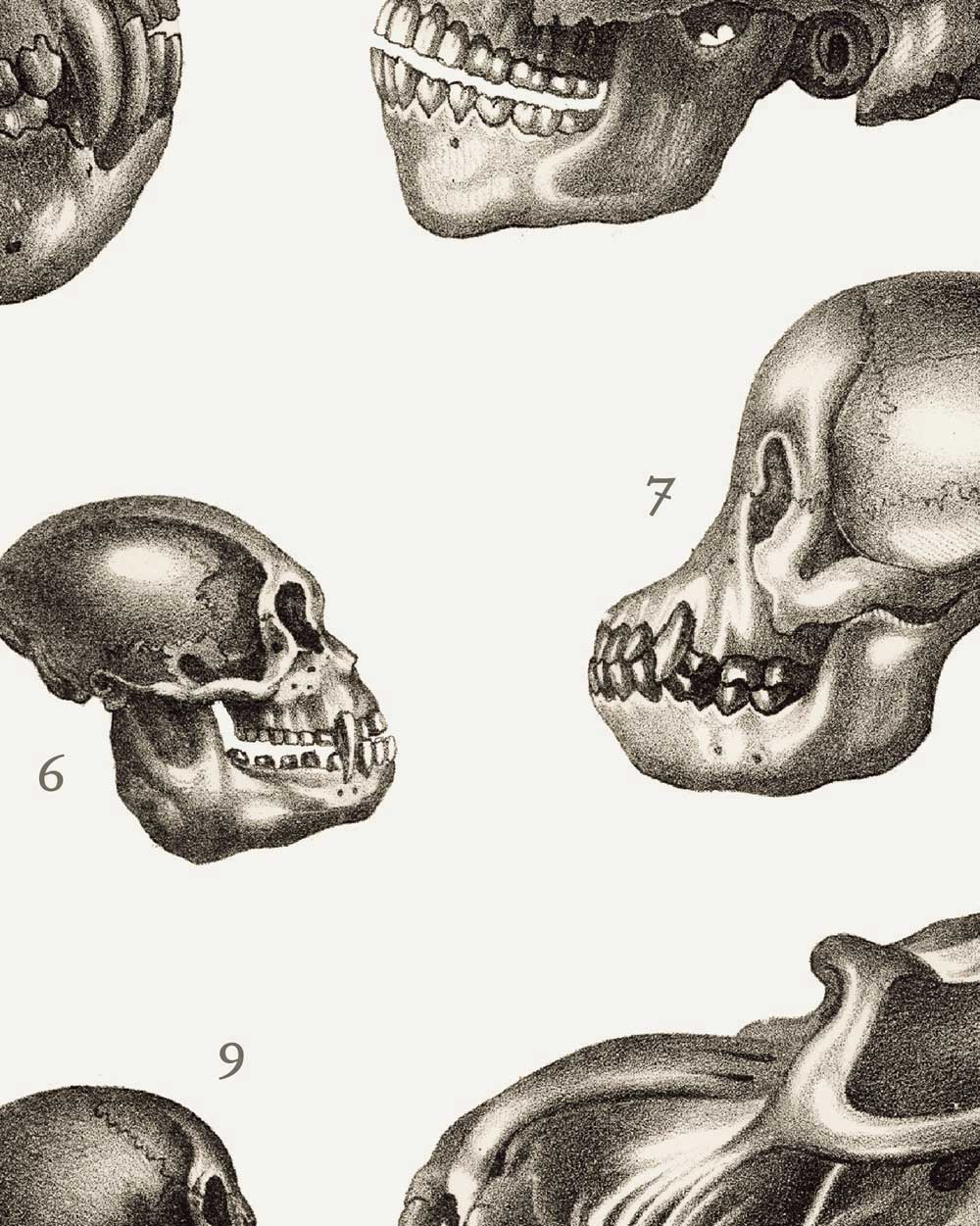 Primate Skulls Art Print
