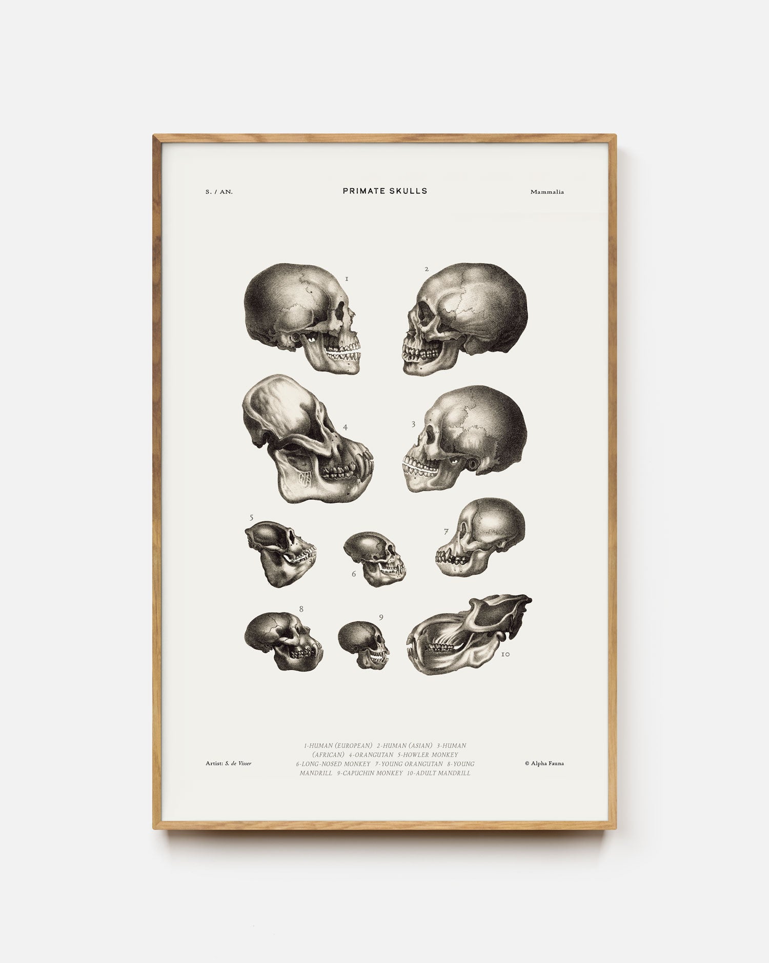 Primate Skulls Art Print