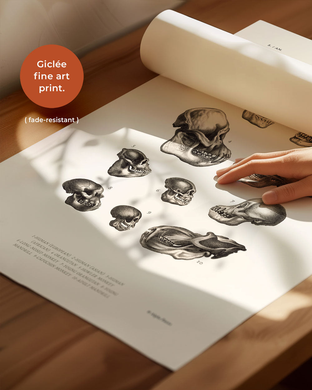 Primate Skulls Art Print