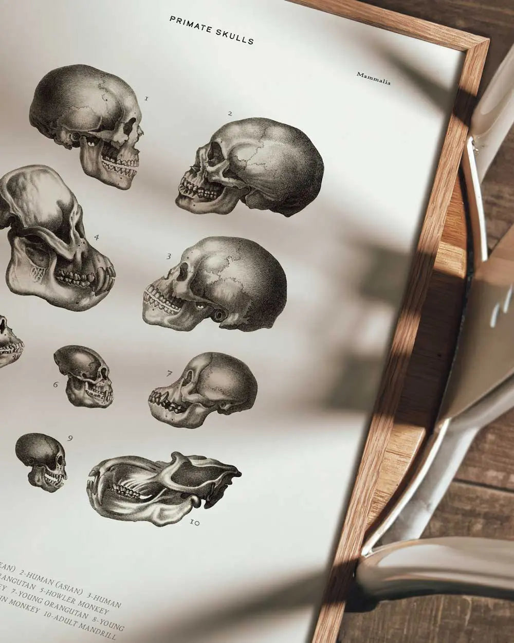 Primate Skulls Art Print