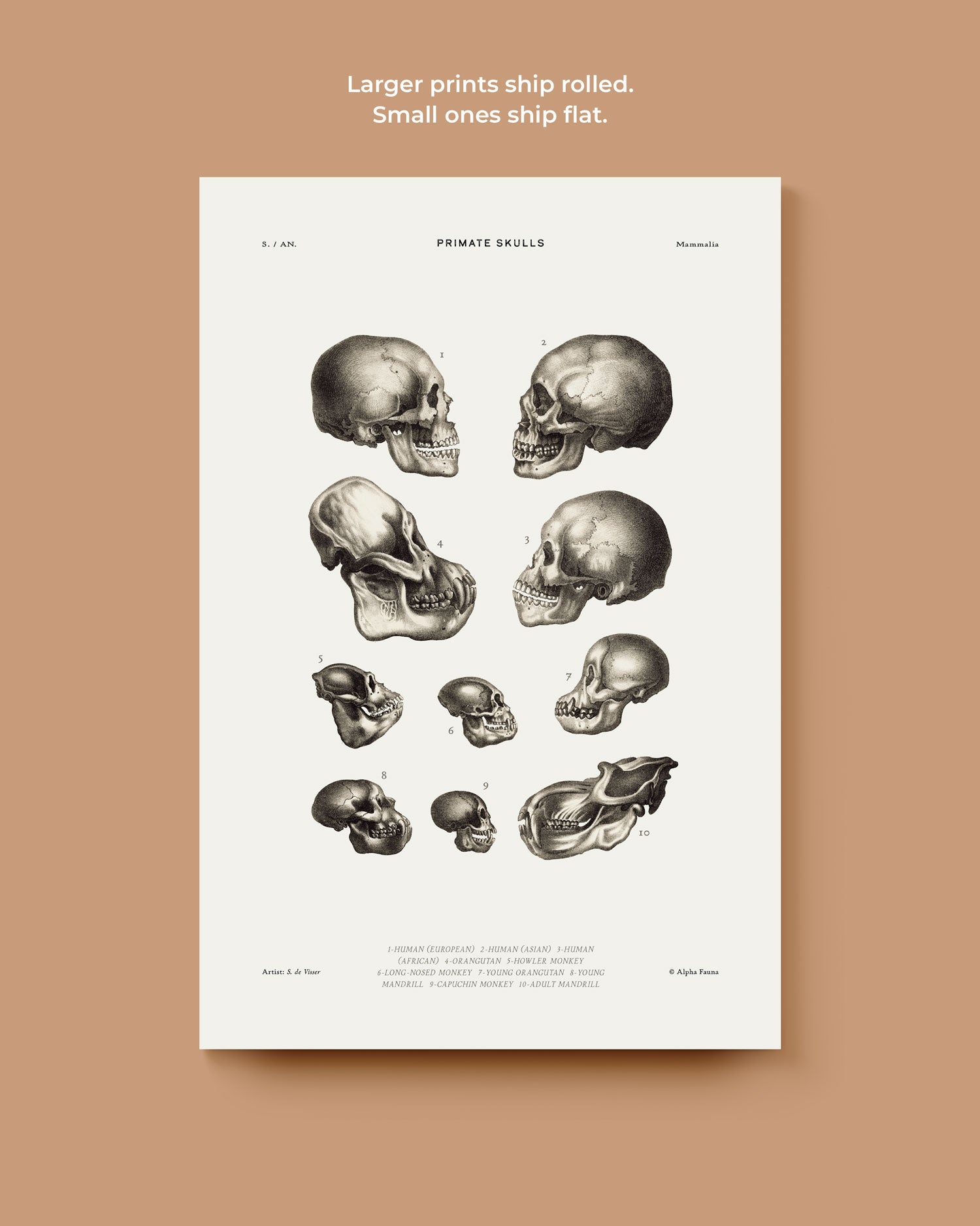 Primate Skulls Art Print