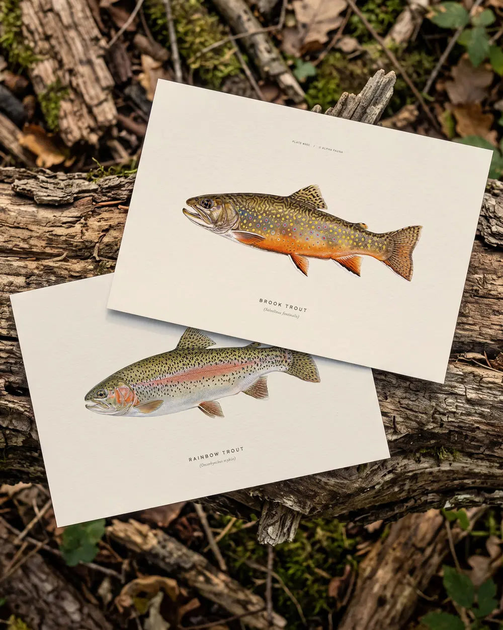 Rainbow Trout and Brook Trout – Set of 2