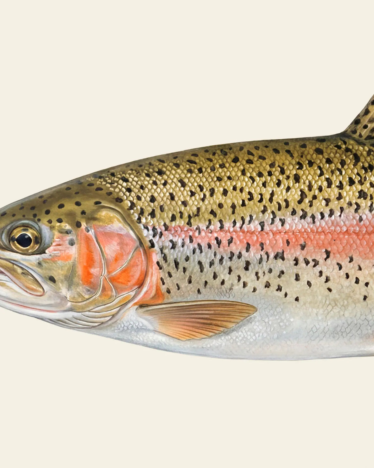 Rainbow Trout and Brook Trout – Set of 2