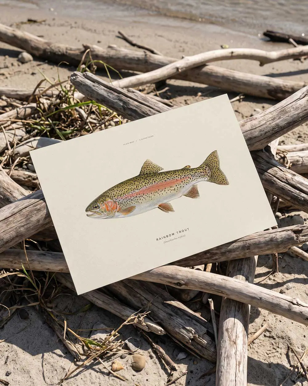 Rainbow Trout Art Print
