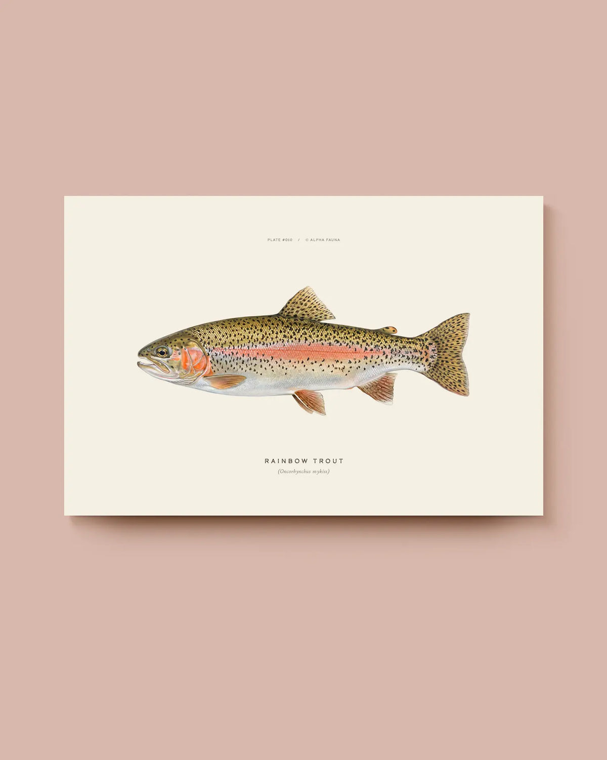 Rainbow Trout and Brook Trout – Set of 2