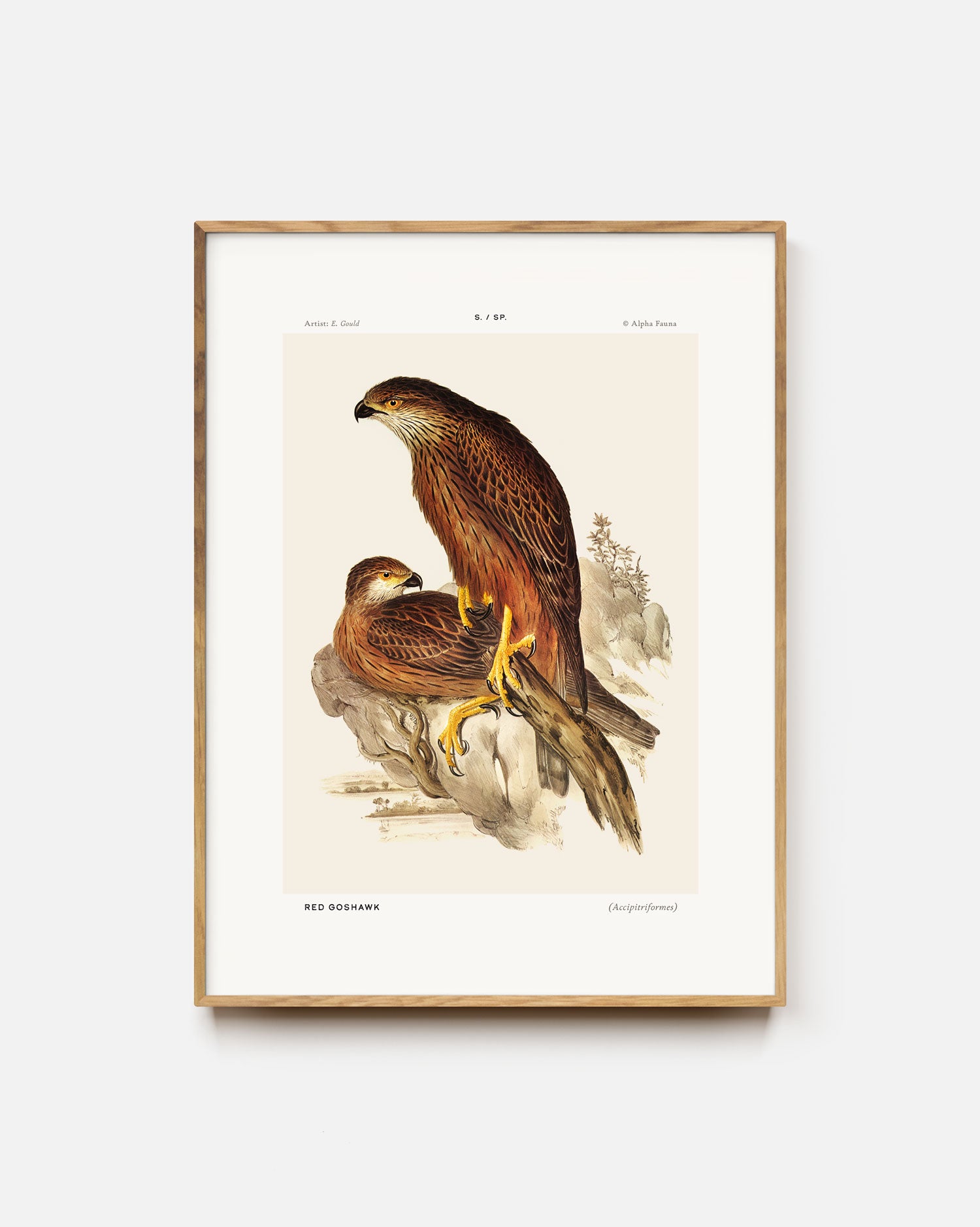 Red Goshawk Art Print