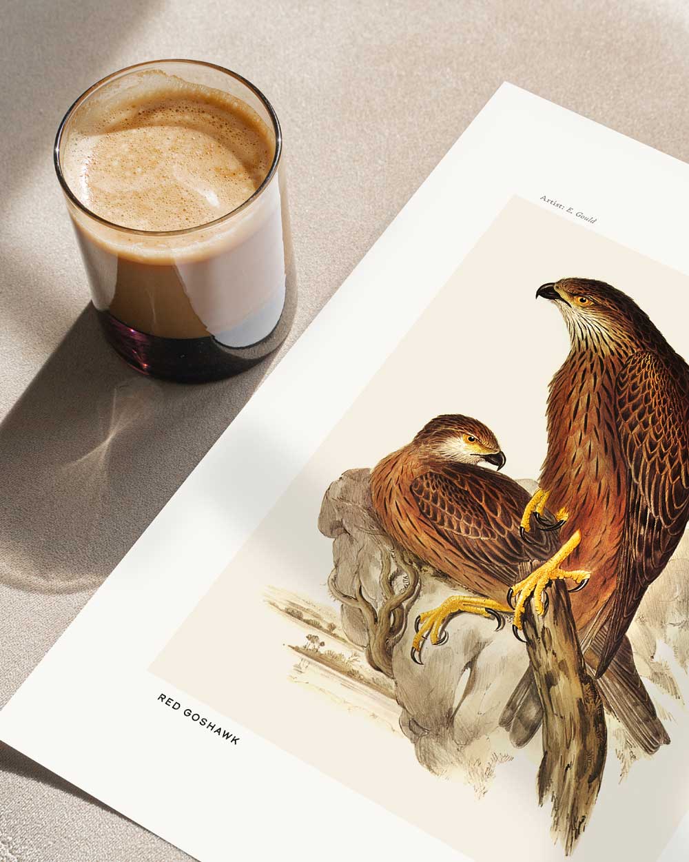 Red Goshawk Art Print