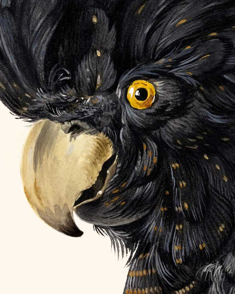 Red-Tailed Black Cockatoo Portrait Art Print
