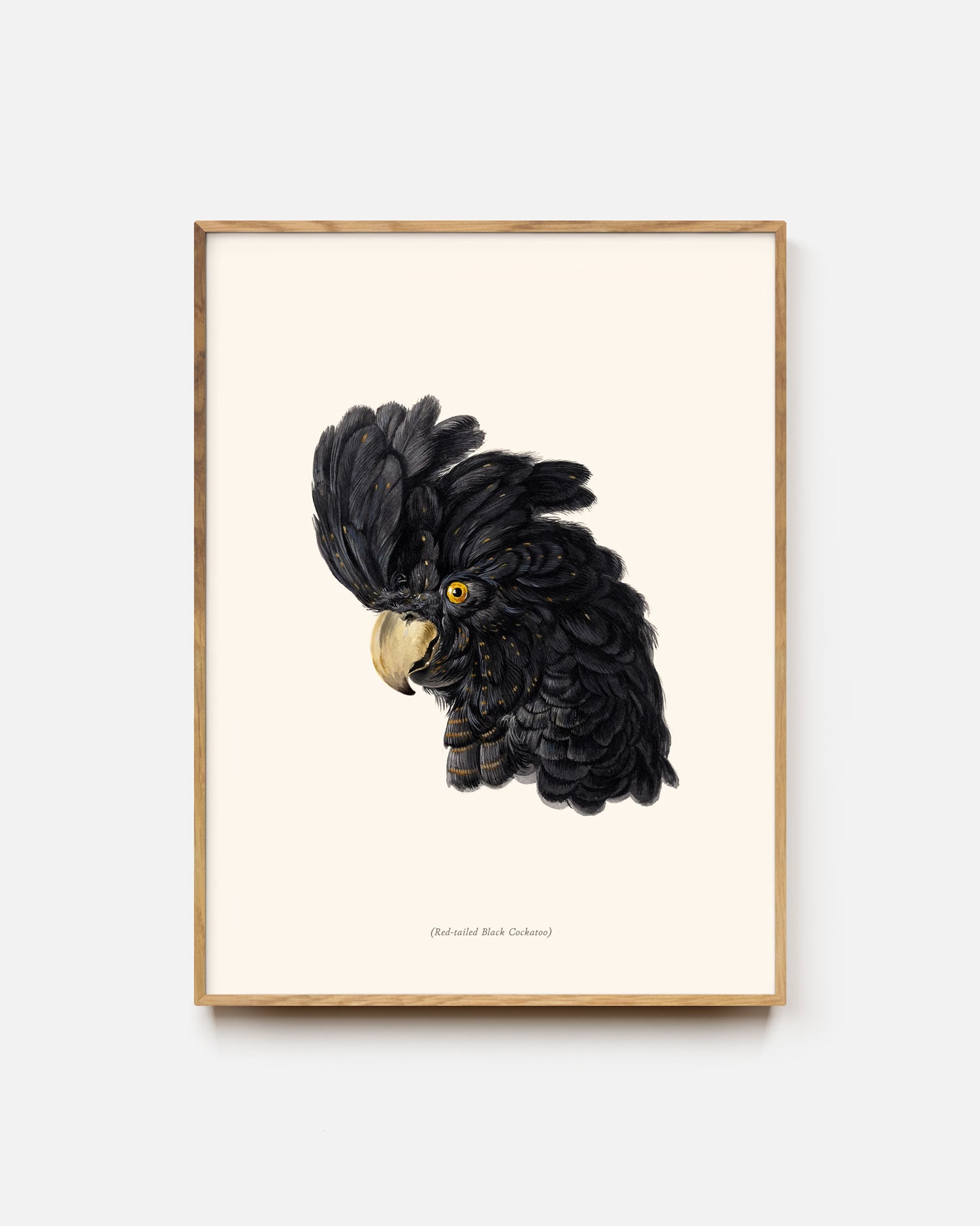 Red-Tailed Black Cockatoo Portrait Art Print
