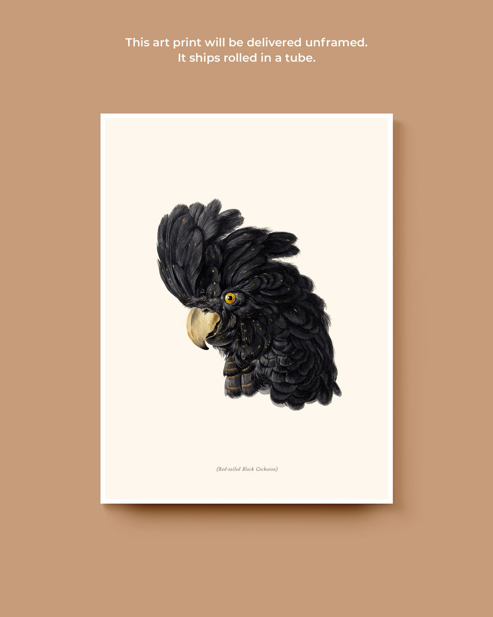 Red-Tailed Black Cockatoo Portrait Art Print