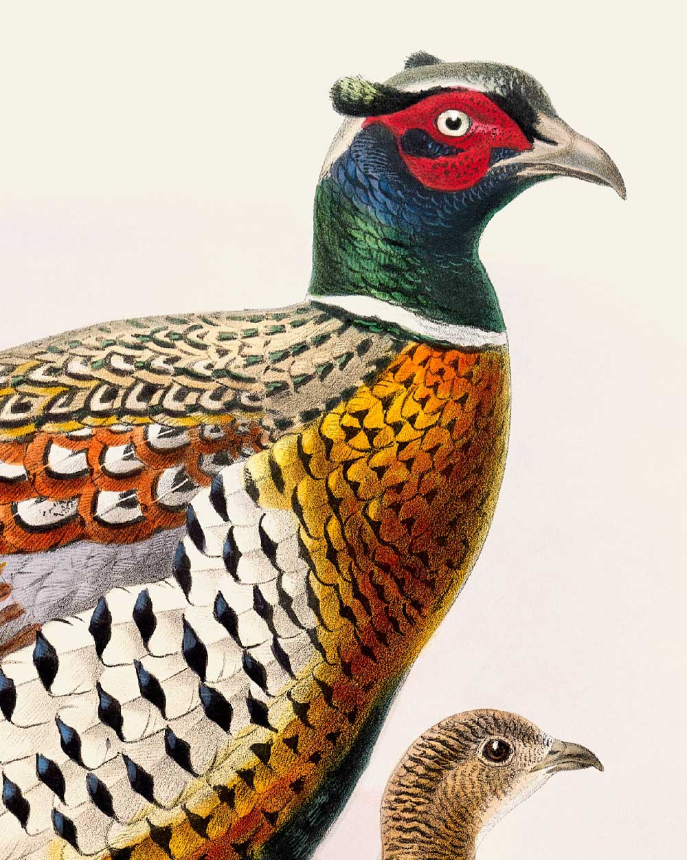 Ring-Necked Pheasant Art Print