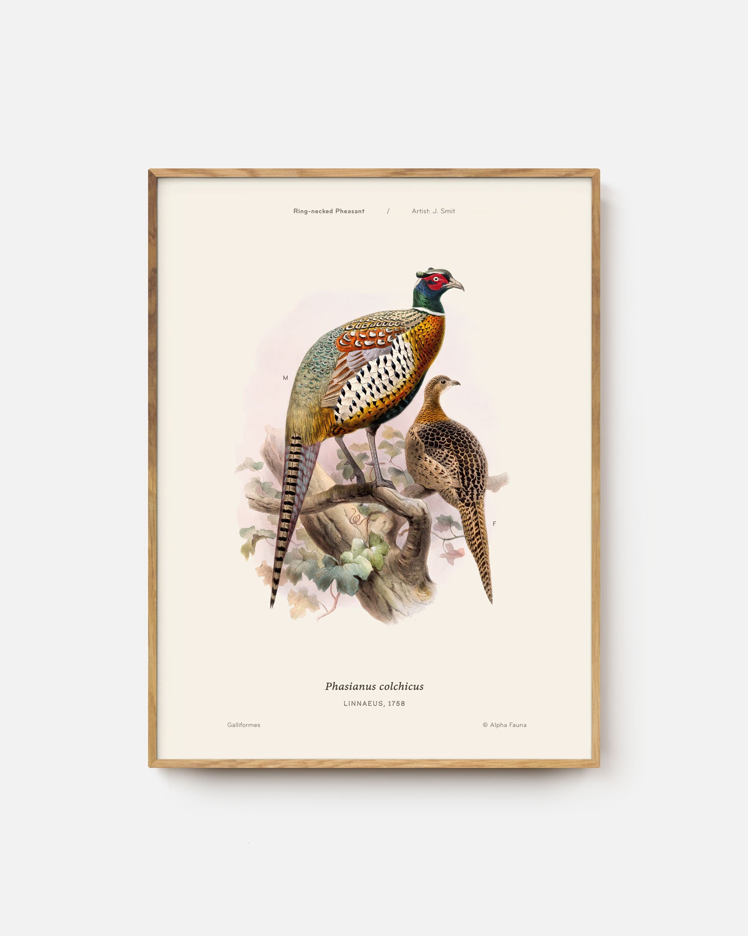 Ring-Necked Pheasant Art Print