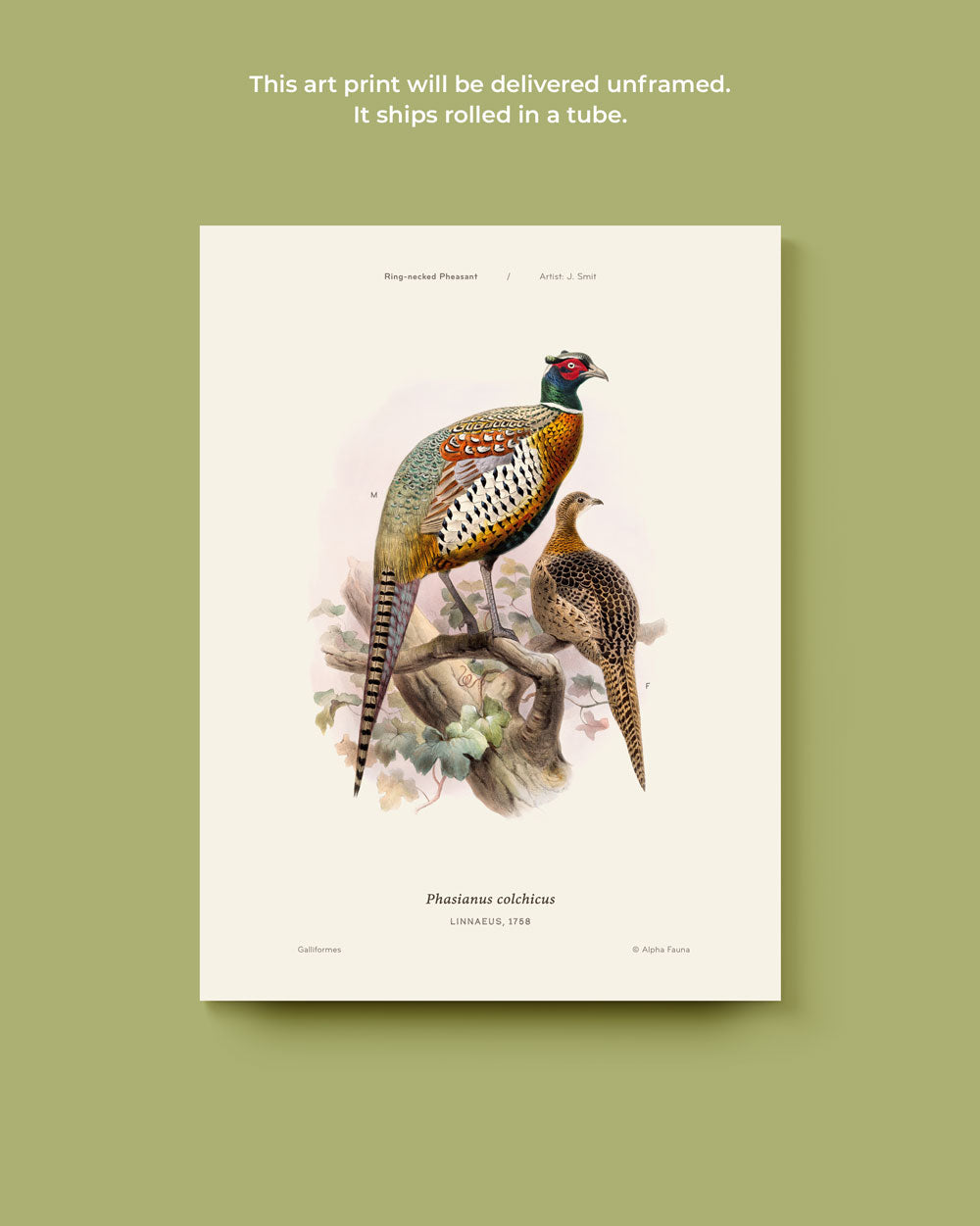 Ring-Necked Pheasant Art Print