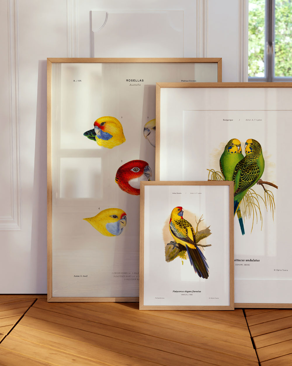 Rosellas Of Australia Art Print