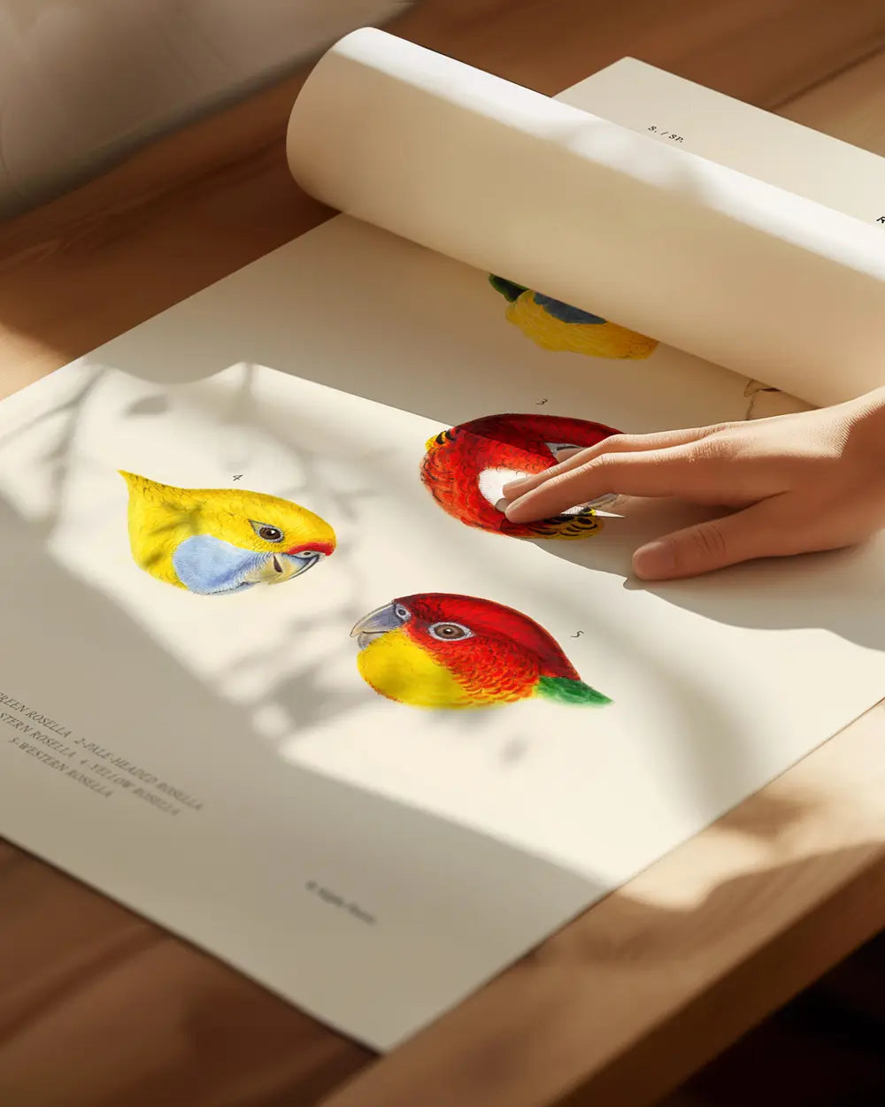 Rosellas of Australia Art Print