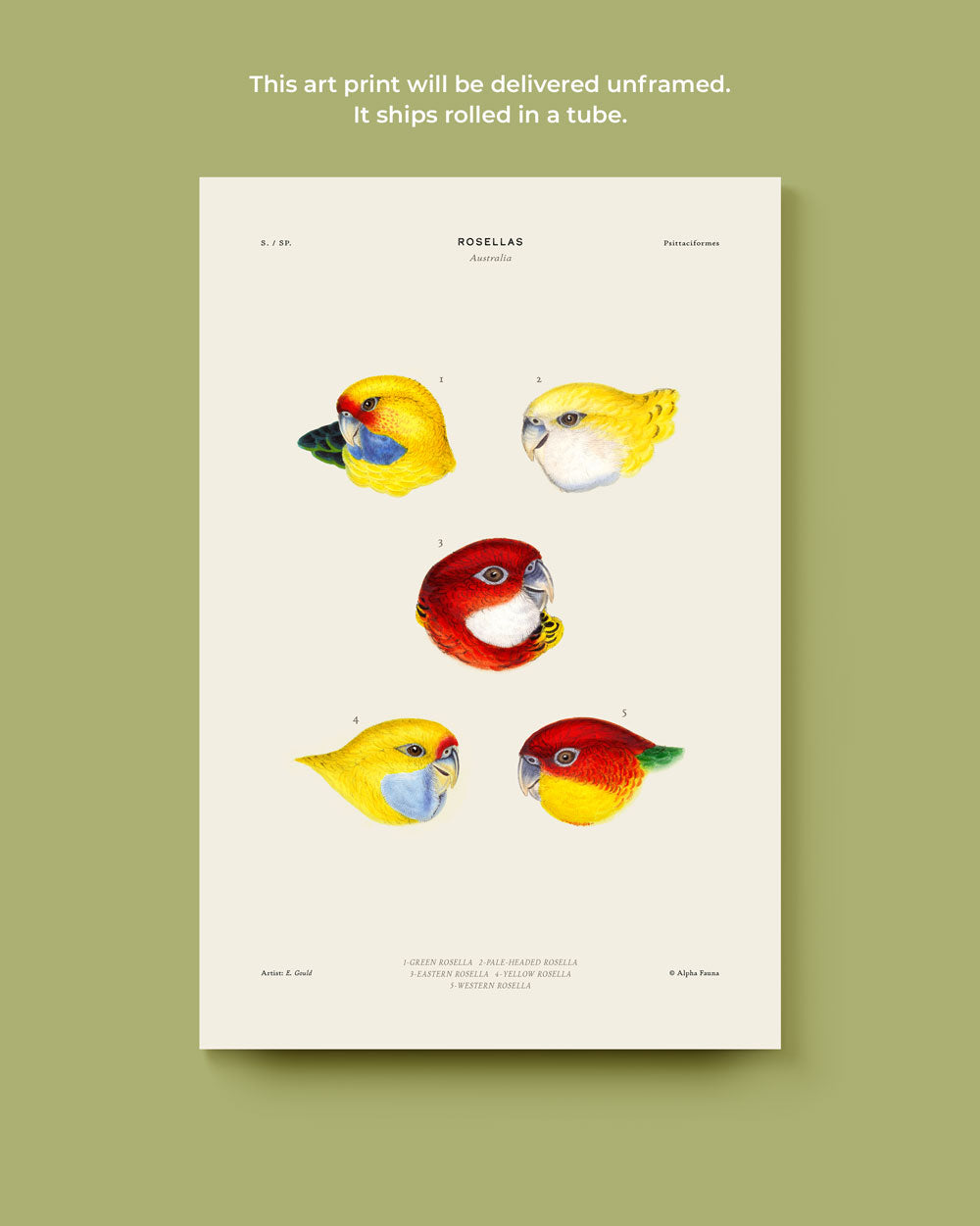 Rosellas Of Australia Art Print
