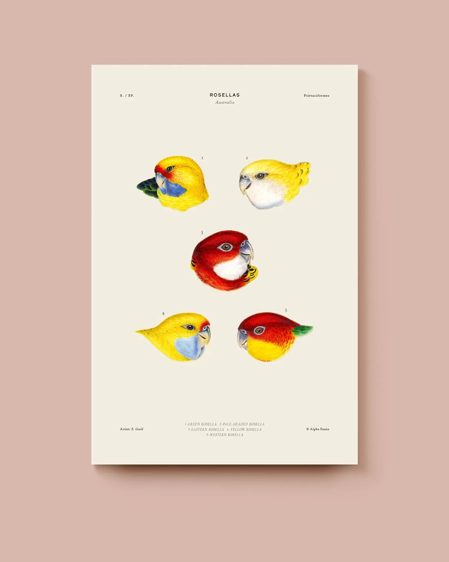 An educational print with the heads of five different types of rosellas on a beige background. * Unframed print