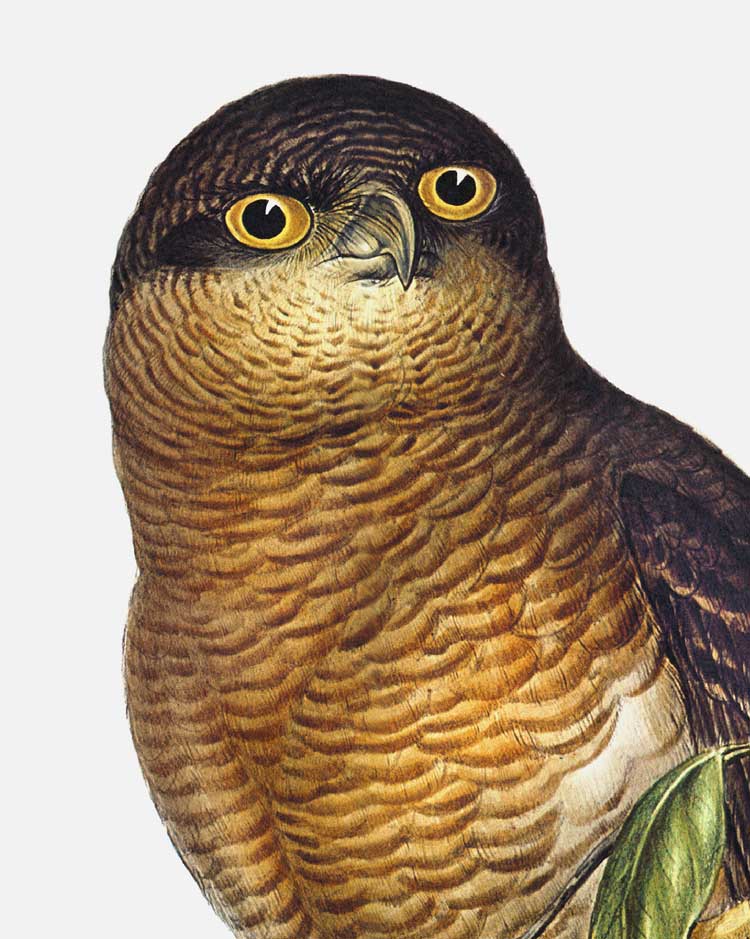 Rufous Owl Art Print