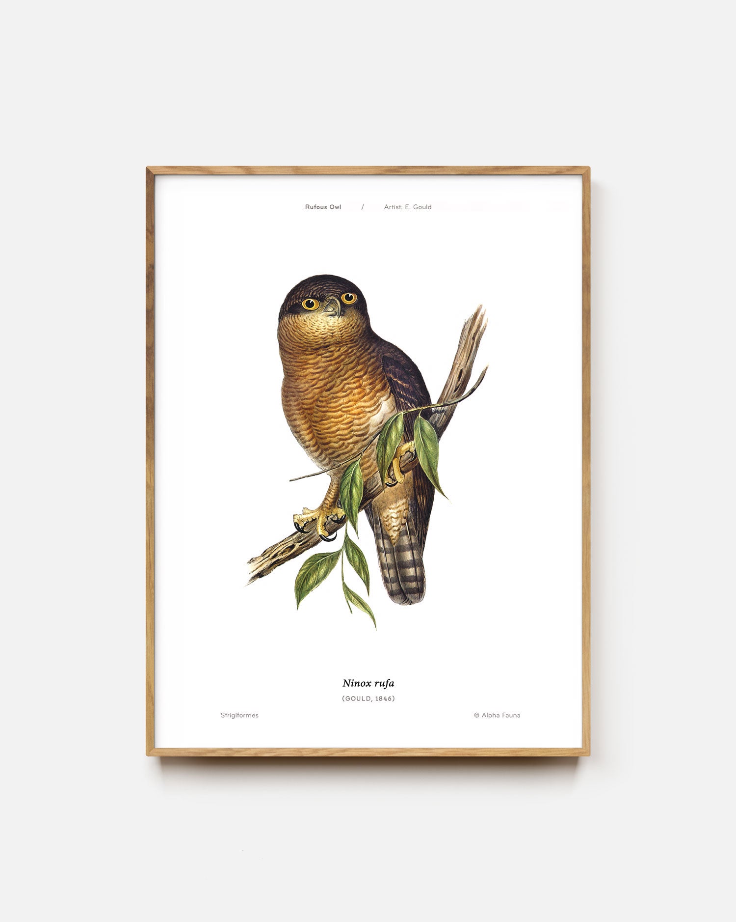 Rufous Owl Art Print