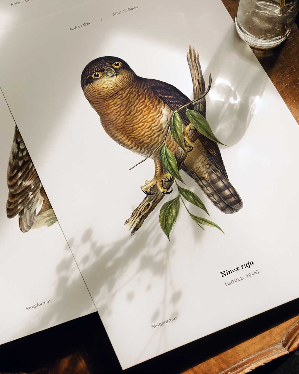 Rufous Owl Art Print