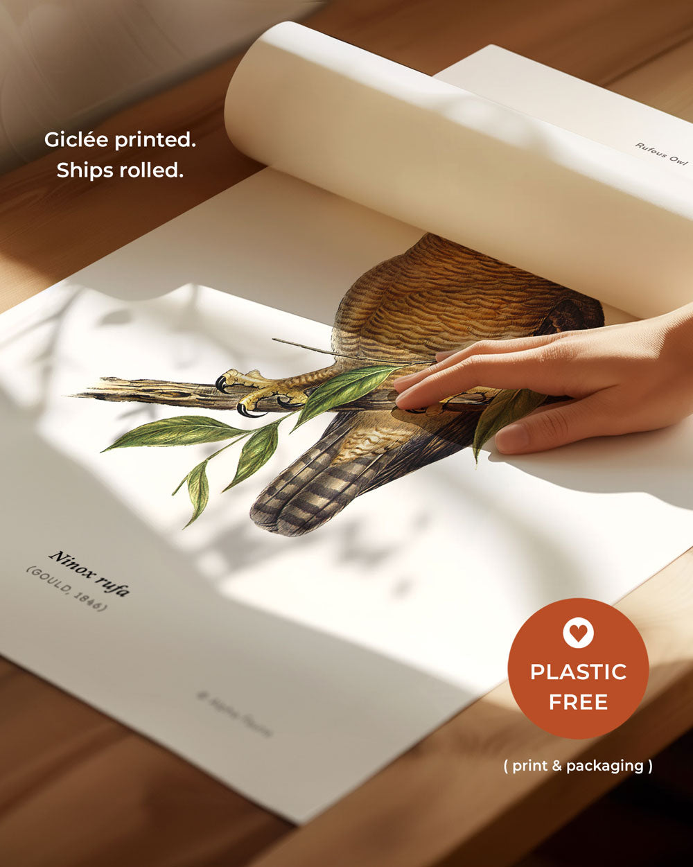 Rufous Owl Art Print