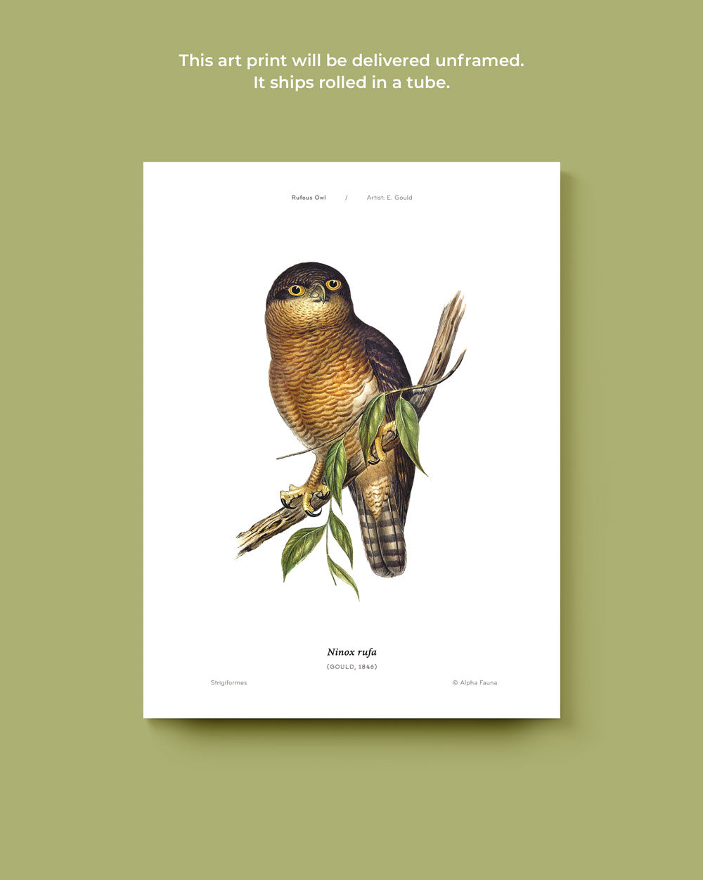 Rufous Owl Art Print