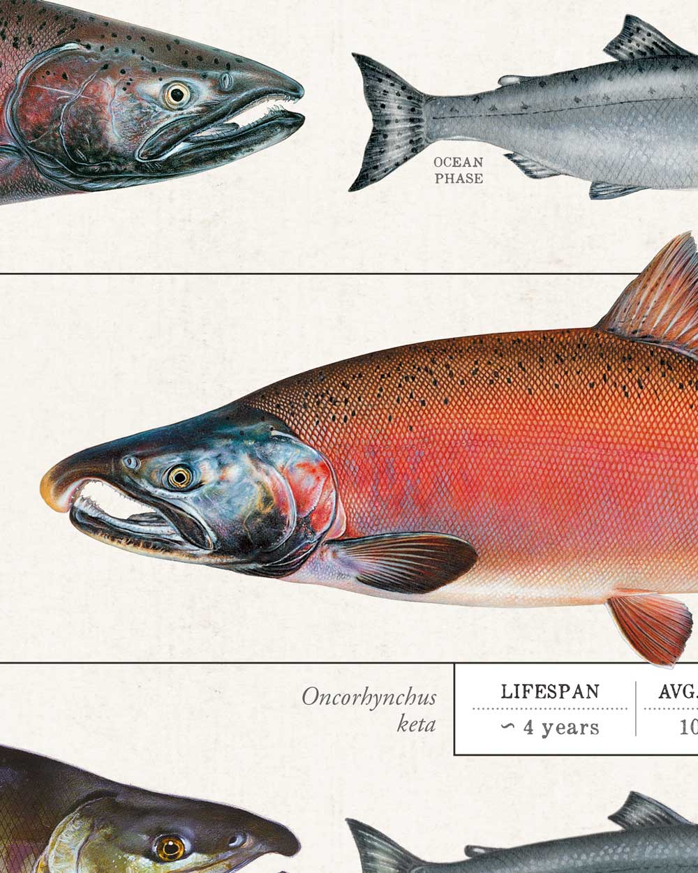 Salmon Of North America Art Print