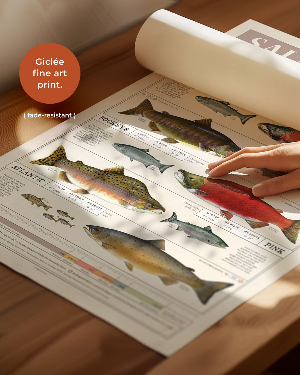 Salmon Of North America Art Print