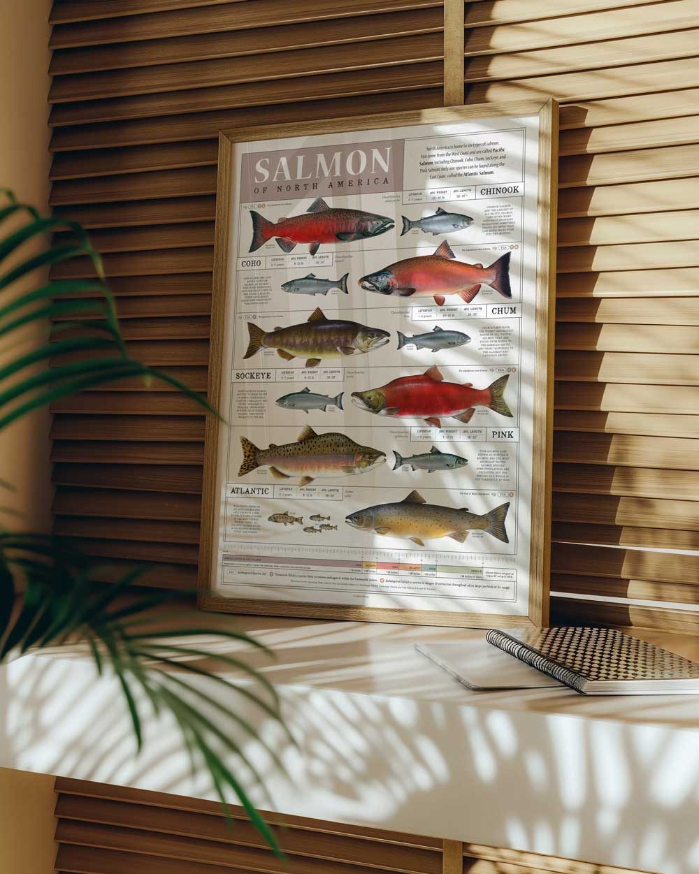 Salmon Of North America Art Print